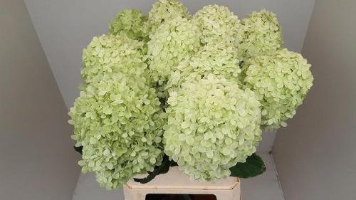 Hydrangea paniculata Magical Candle