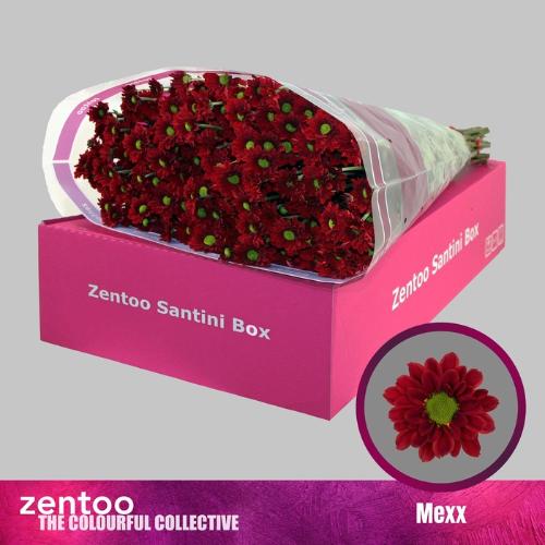 Chrysanthemum (Indicum Grp) tros santini Grp) Mexx