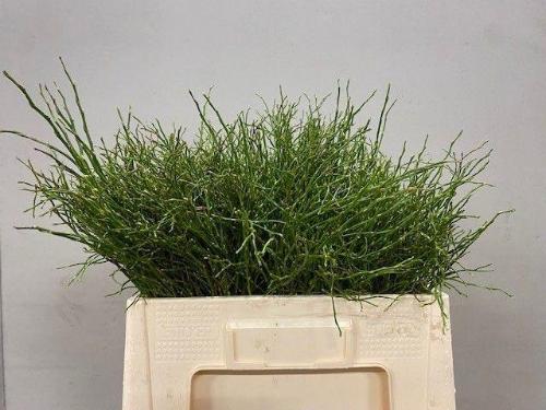 Vaccinium myrtillus per bos