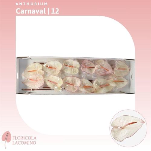 Anthurium Andreanum Grp Carnaval