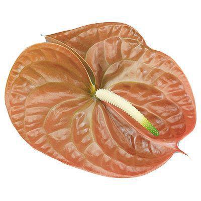 Anthurium Andreanum Grp Terra