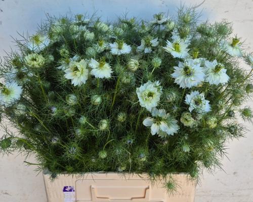 Nigella damascena 'White Lady'