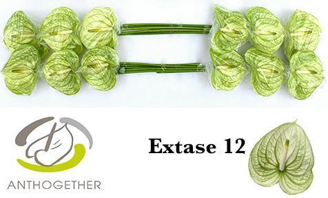 Anthurium (Andreanum Grp) Extase