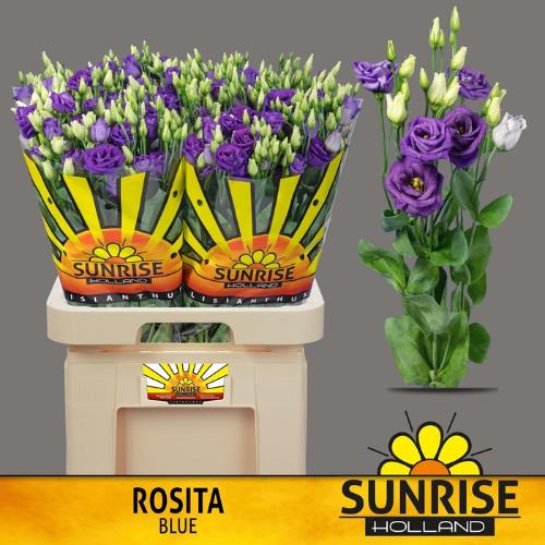 Eustoma russellianum gevuldbloemig 'Rosita Blue'