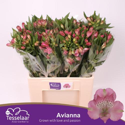 Alstroemeria Avianna