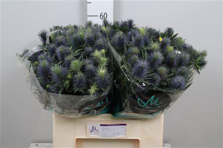 Eryngium Supernova Questar