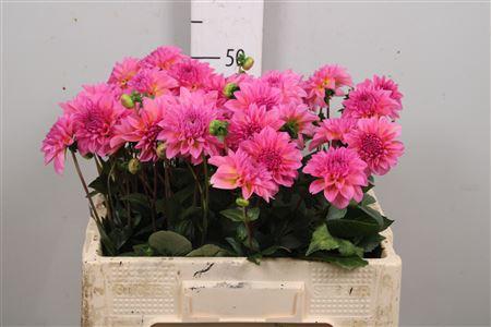 Dahlia Decor Grp 'Esli'