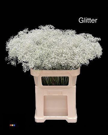 Gypsophila overig kleurbehandeld H%