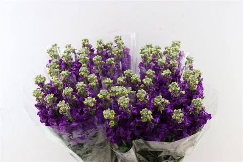 Matthiola incana overig