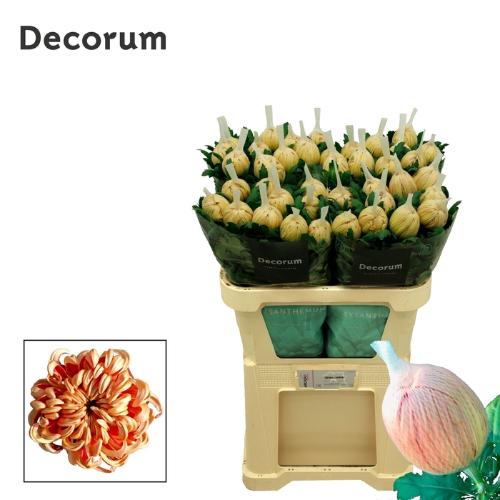 Chrysanthemum (Indicum Grp) geplozen 'Vienna Copper'