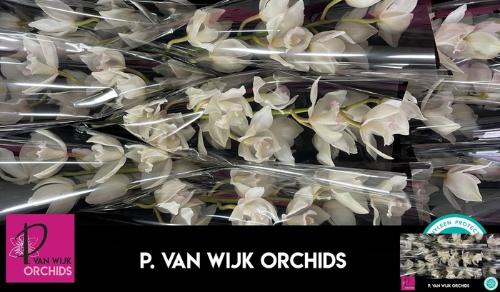 Cymbidium grootbloemig per tak 'Snowcastle'