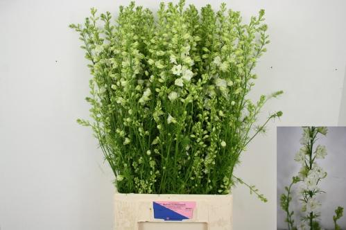 Consolida regalis 'Qis White'