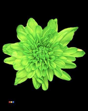 Chrysanthemum Indicum Grp tros kas kleurbehandeld H%