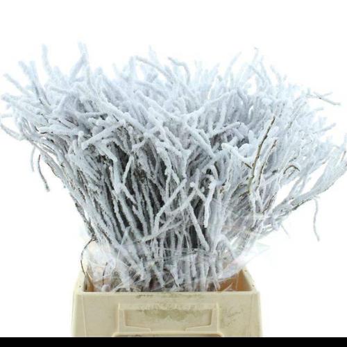 Vaccinium kleurbehandeld H%