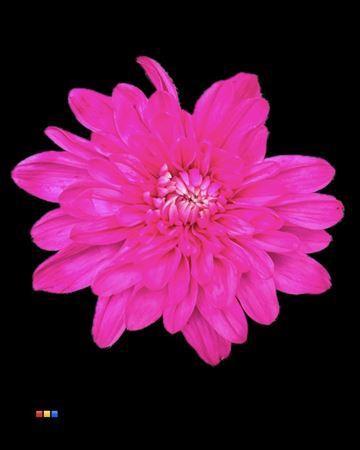 Chrysanthemum Indicum Grp tros kas kleurbehandeld H%