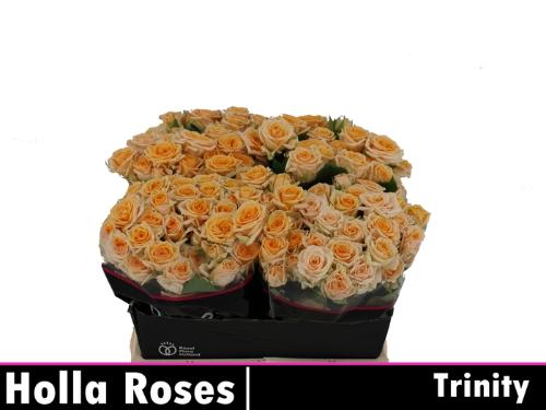 Rosa tros Trinity