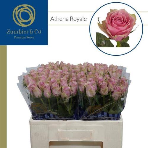 Rosa grootbloemig Athena Royale
