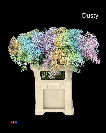 Gypsophila overig kleurbehandeld H%
