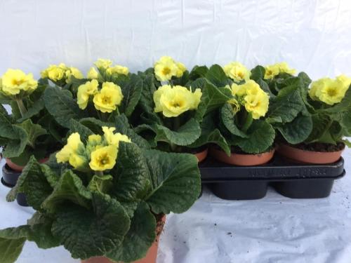 Primula Elatior Grp 'Sibel Lime'