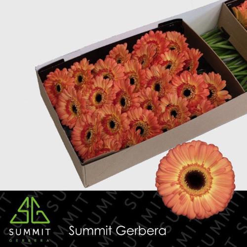 Gerbera grootbloemig Dino+