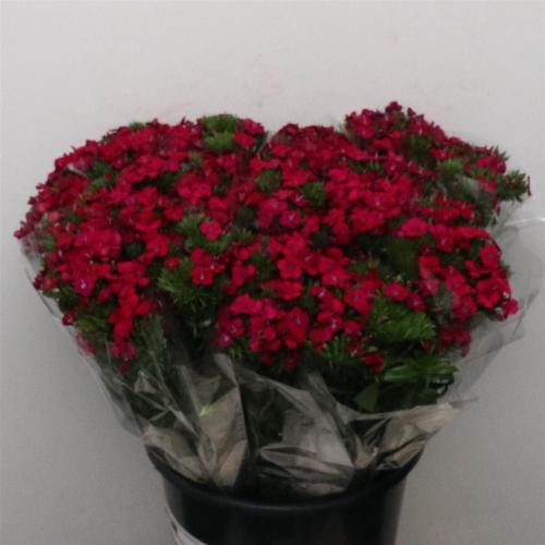 Dianthus barbatus 'Amazon Neon Cherry'
