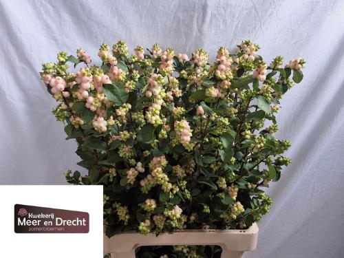 Symphoricarpos Magical Autumn Blush