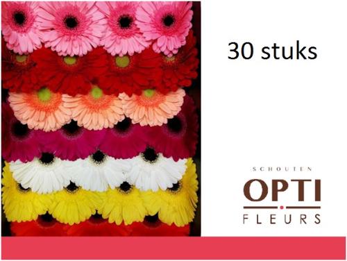 Gerbera grootbloemig gemengd op rij