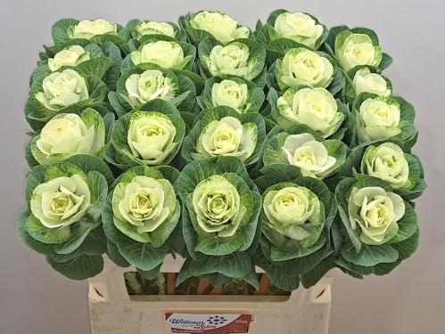 Brassica oleracea 'White Crane'