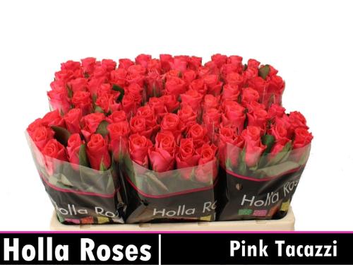 Rosa grootbloemig Pink Tacazzi+
