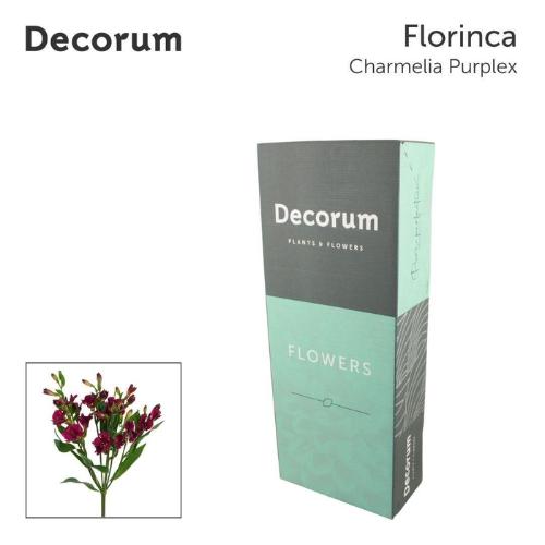 Alstroemeria florinca Charmelia Purplex