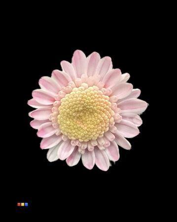 Chrysanthemum Indicum Grp tros kas kleurbehandeld H%