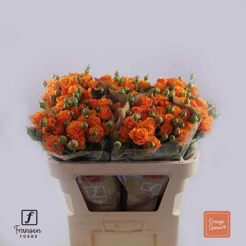Rosa tros Orange Queen