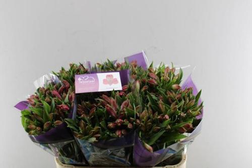 Alstroemeria Bubblicious