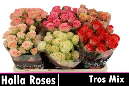 Rosa tros overig