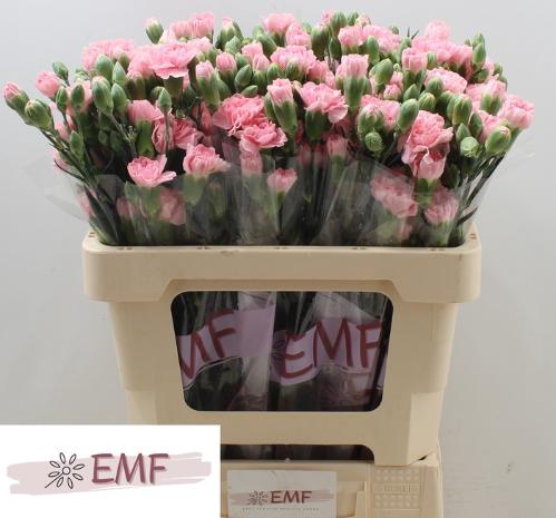 Dianthus tros Rosadita