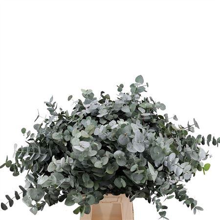 Eucalyptus per bos cinerea
