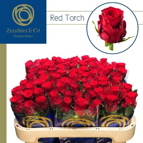 Rosa grootbloemig Red Torch