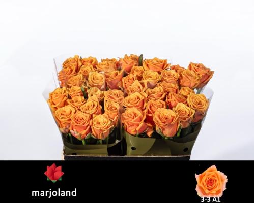 Rosa grootbloemig Novi!