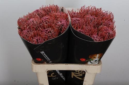 Leucospermum overig