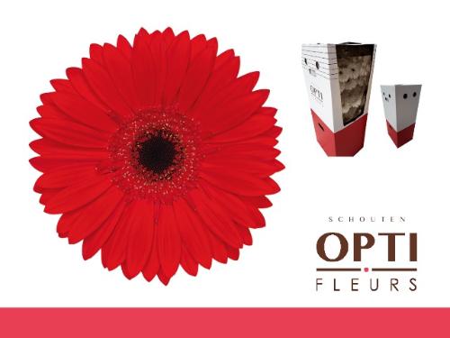 Gerbera grootbloemig 'Blinddate'