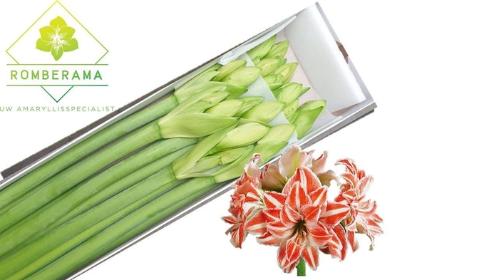 Hippeastrum Double Galaxy Grp 'Dancing Queen'