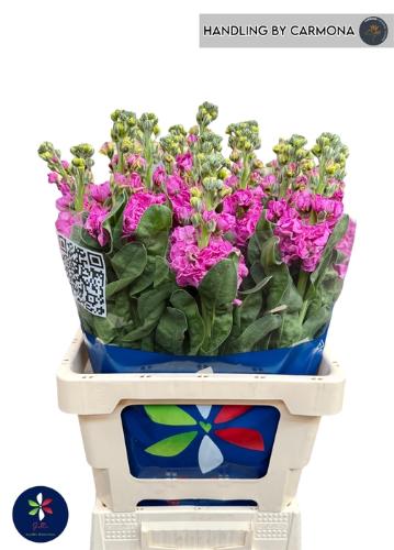 Matthiola incana 'Iron Deep Pink'