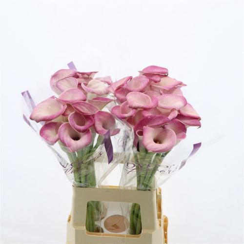 Zantedeschia 'Denver'