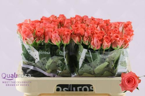 Rosa grootbloemig Sankara