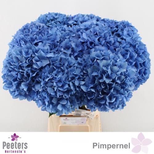 Hydrangea macrophylla 'Pimpernel'