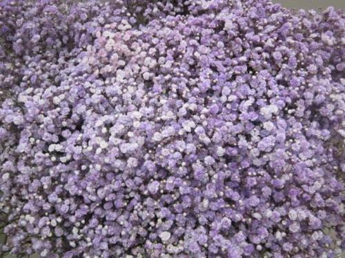 Gypsophila overig kleurbehandeld H%