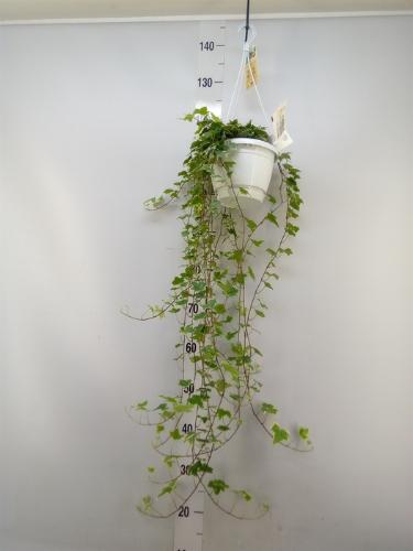 Hedera helix 'Eva'