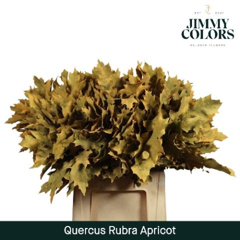 Quercus rubra kleurbehandeld H%