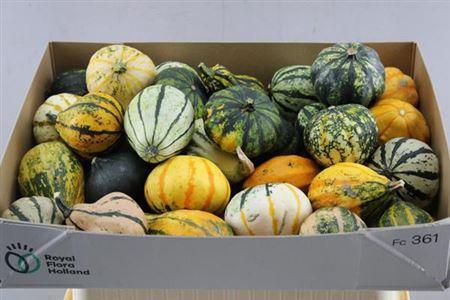 Cucurbita pepo Maya Mix