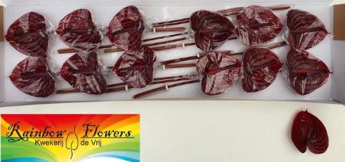 Anthurium Andreanum Grp Nero